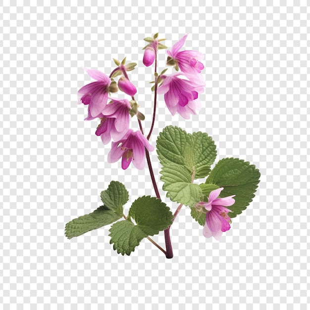 Free PSD lamium flower isolated on transparent background