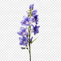 무료 PSD 투명 한 배경에 고립 된 larkspur 꽃