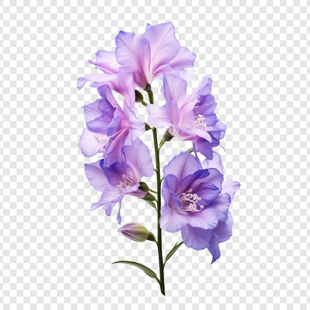 무료 PSD 투명 한 배경에 고립 된 larkspur 꽃