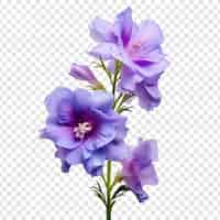 Free PSD larkspur flower isolated on transparent background