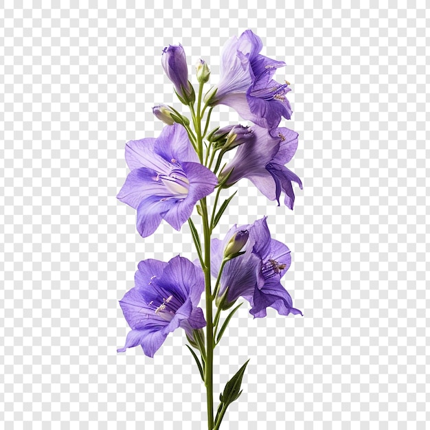 Free PSD larkspur flower isolated on transparent background