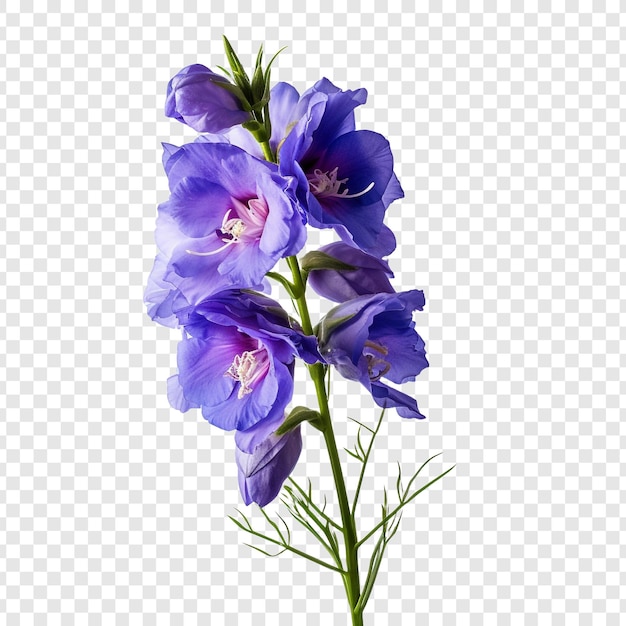 無料PSD 透明な背景に孤立したラークスプールの花 png