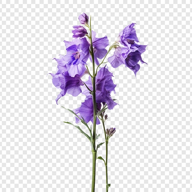 無料PSD 透明な背景に孤立したラークスプールの花 png