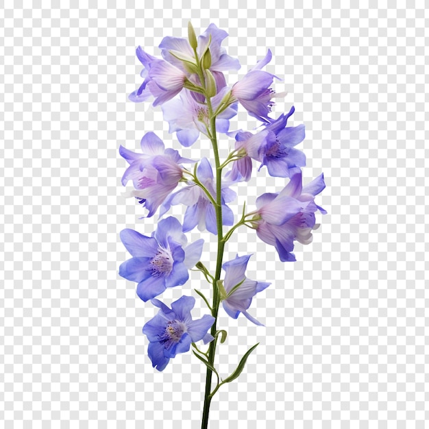 Free PSD larkspur flower png isolated on transparent background