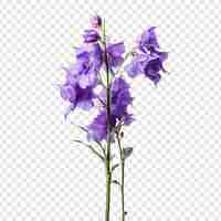 PSD gratuito fiore di larkspur png isolato su sfondo trasparente