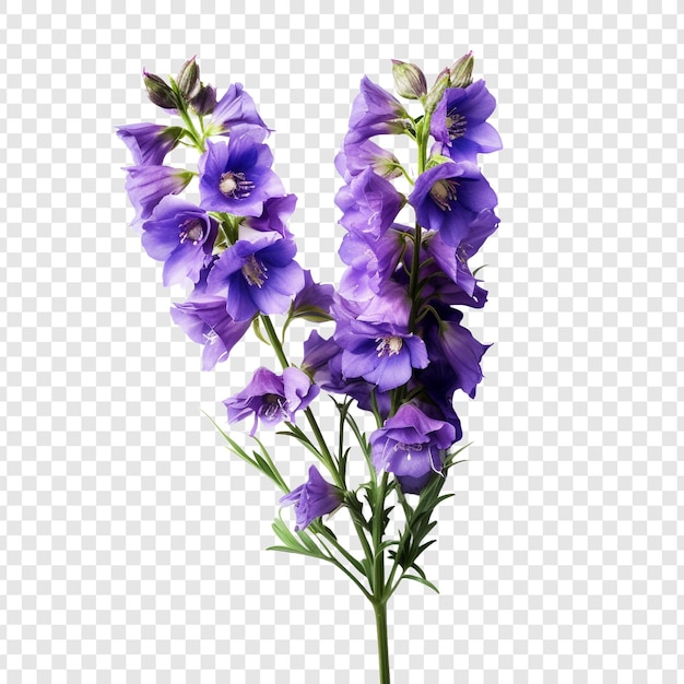 Free PSD larkspur flower png isolated on transparent background