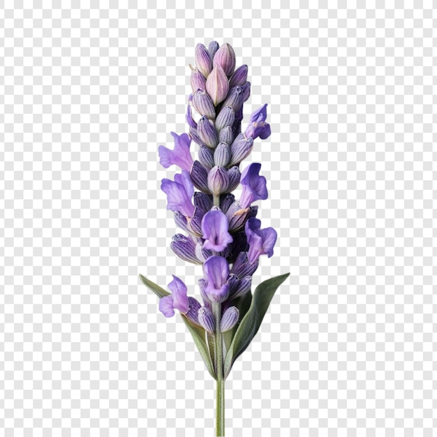 Lavender Bloom A Single Stem of Purple Lavender