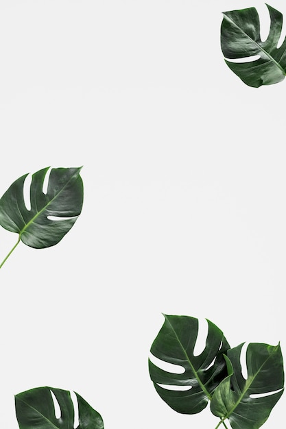 Free PSD leaf mockup background