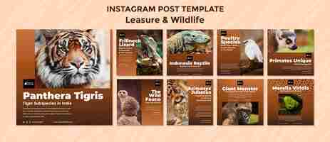 Free PSD leisure and wildlife instagram posts