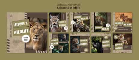 Free PSD leisure and wildlife template design