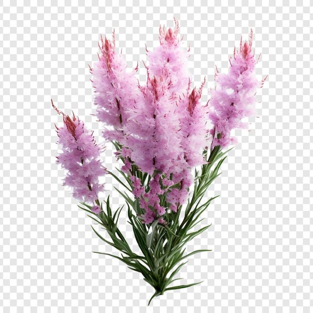 Free PSD liatris flower isolated on transparent background