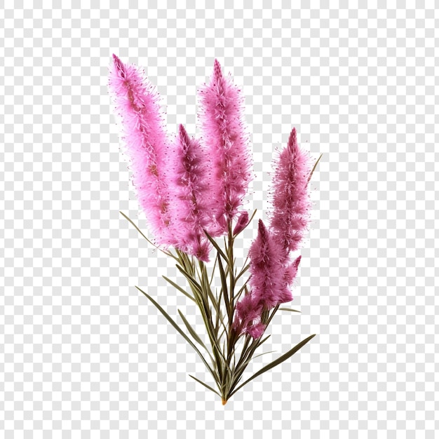 Free PSD liatris flower png isolated on transparent background