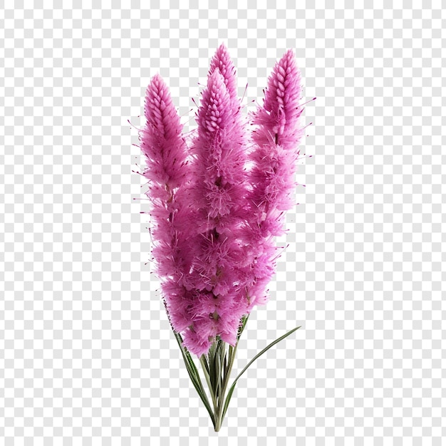 Free PSD liatris flower png isolated on transparent background