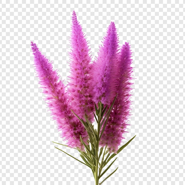 Free PSD liatris flower png isolated on transparent background