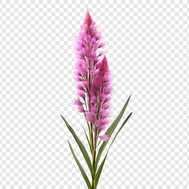 Free PSD liatris flower png isolated on transparent background