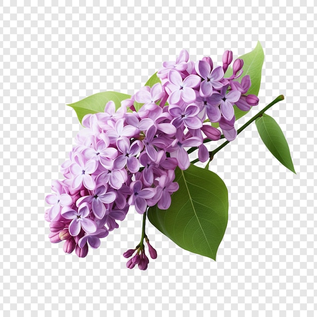 Free PSD lilac flower isolated on transparent background