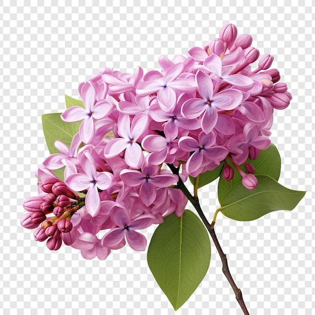 Free PSD lilac flower isolated on transparent background