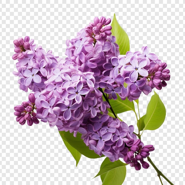 Free PSD lilac flower png isolated on transparent background