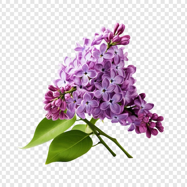 Free PSD lilac flower png isolated on transparent background