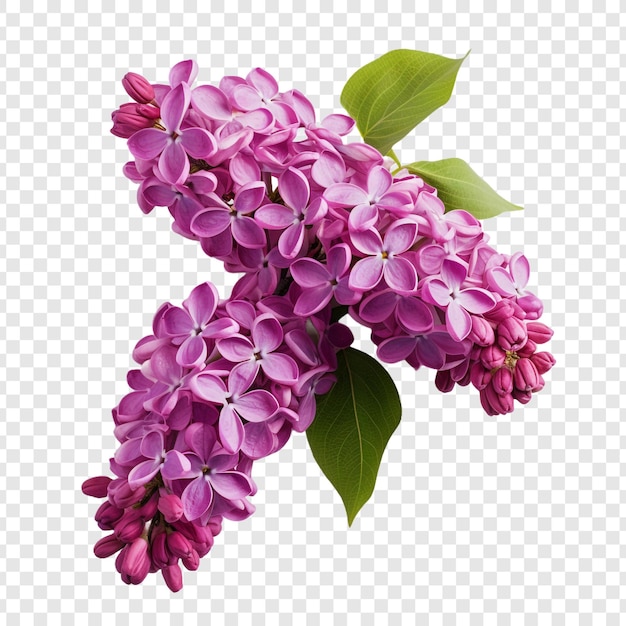 Free PSD lilac flower png isolated on transparent background