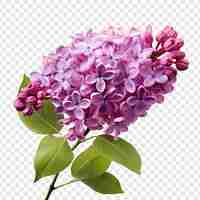 Free PSD lilac flower png isolated on transparent background