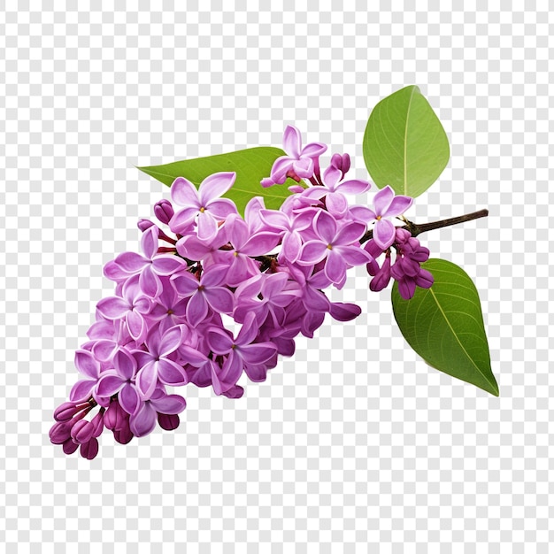 Free PSD lilac flower png isolated on transparent background