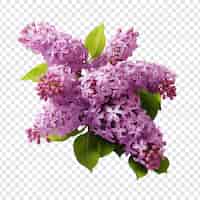 Free PSD lilac flower png isolated on transparent background