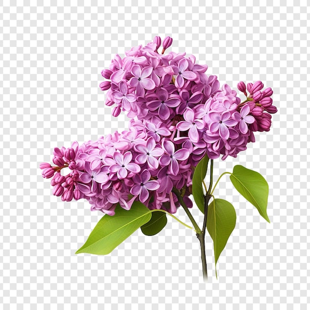 Lilac flower png isolated on transparent background