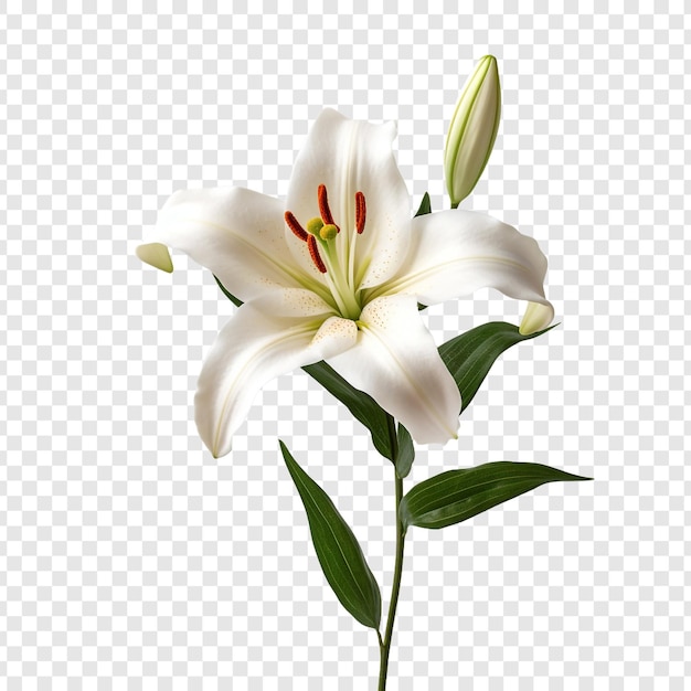 Lilium flower isolated on transparent background