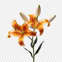 Free PSD lilium flower isolated on transparent background