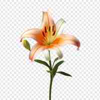 Free PSD lilium flower isolated on transparent background