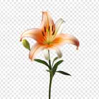 Free PSD lilium flower isolated on transparent background