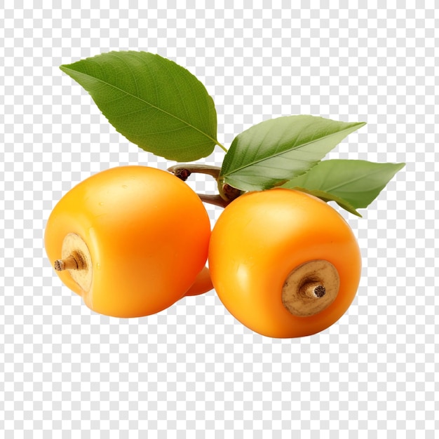 Loquat isolated fruits on transparent background