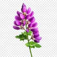 Free PSD lupin flower isolated on transparent background