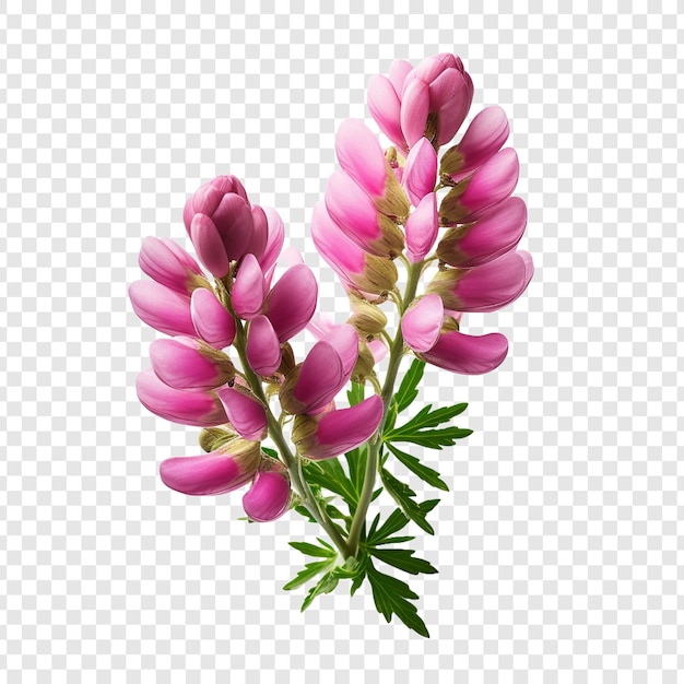 Free PSD lupin flower isolated on transparent background