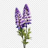 Free PSD lupin flower isolated on transparent background