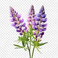 Free PSD lupine flower png isolated on transparent background
