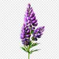 Free PSD lupine flower png isolated on transparent background