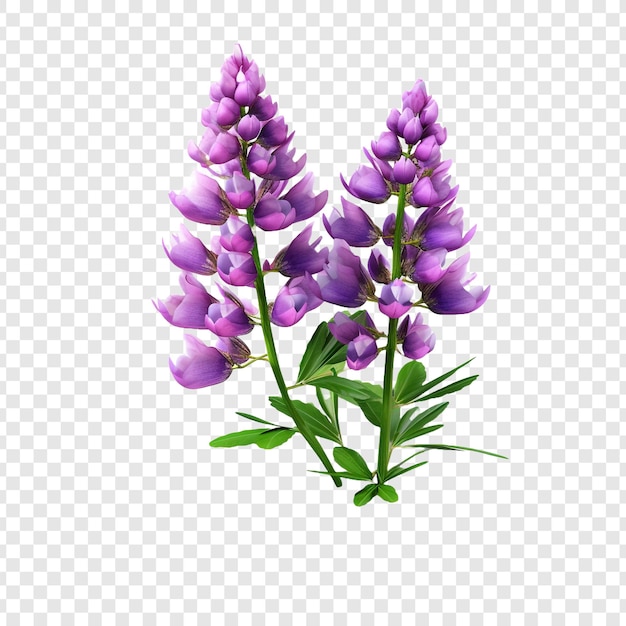 Free PSD lupine flower png isolated on transparent background