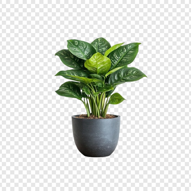 優雅 な 灰色 の 鍋 に 植え られ て いる 茂み の ある ディーフェンバキア 植物
