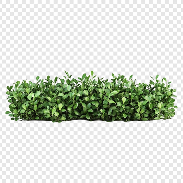 Lush Green Bush vibrant foliage natural greenery isolated bush perfect for landscaping design