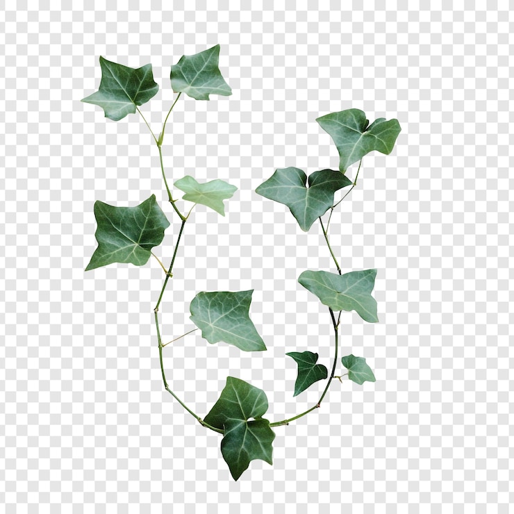 Free PSD lush green ivy vine a closeup of natures beauty