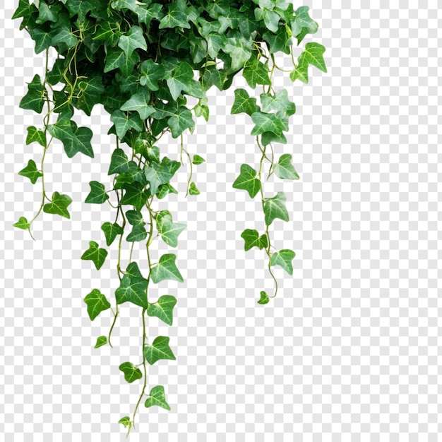 lush green ivy vines hanging isolated on white background perfect for design and decoration