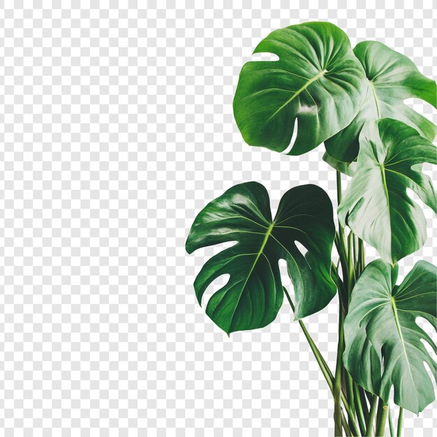 Зелёное растение Monstera Deliciosa с большими листьями