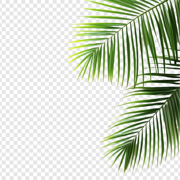 Lush Green Palm Fronds Tropical Paradise