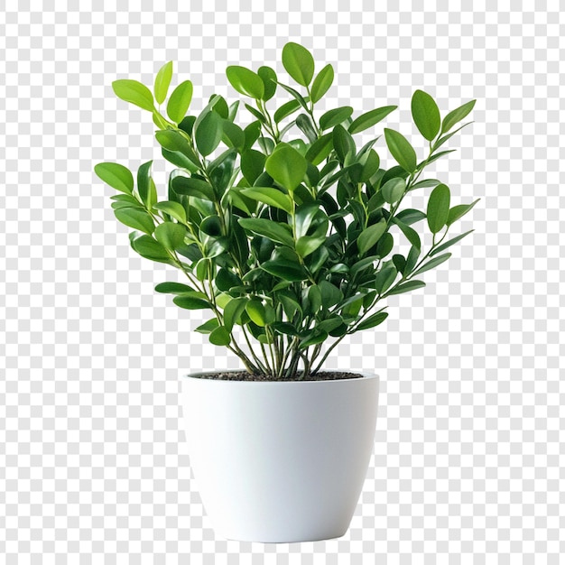 lush green plant in a white pot perfect for home decor
