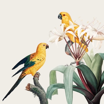 Macaw tropical illustration