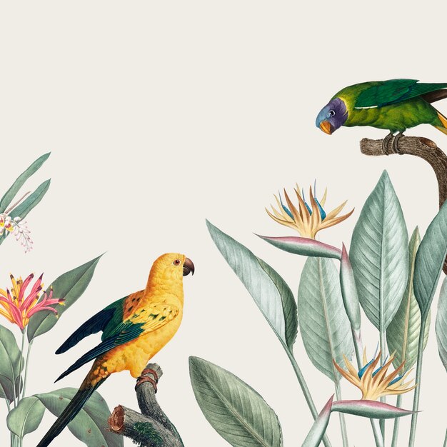 コンゴウインコ熱帯イラスト