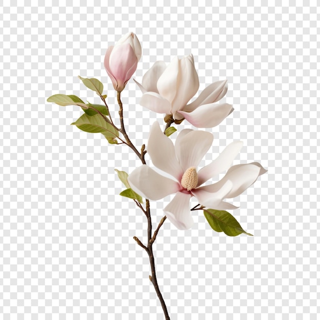 Magnolia flower isolated on transparent background