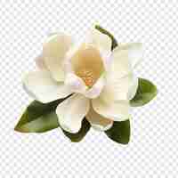 Free PSD magnolia flower png isolated on transparent background